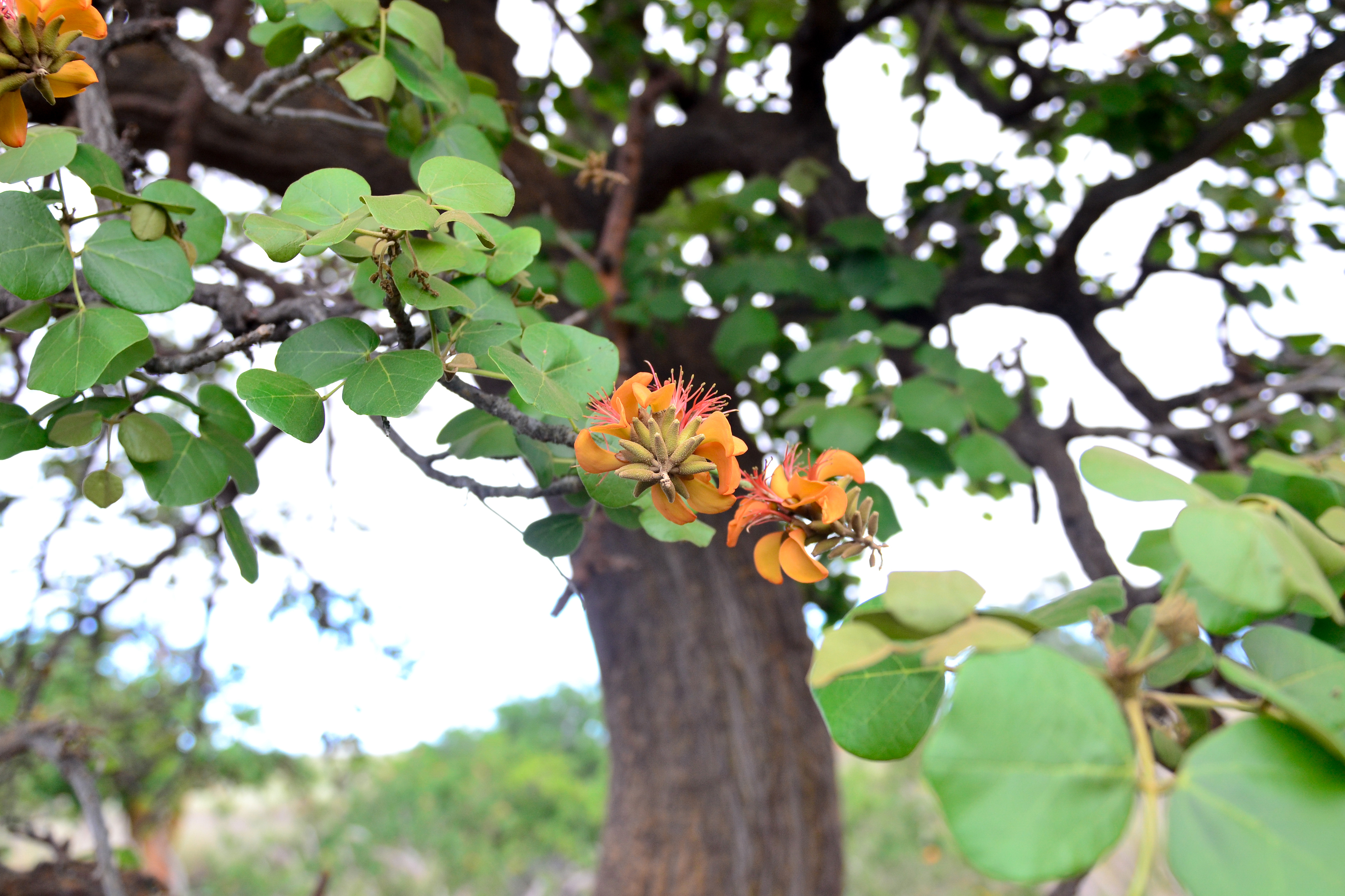 A wiliwili tree in bloom in the forest preserve last year. 