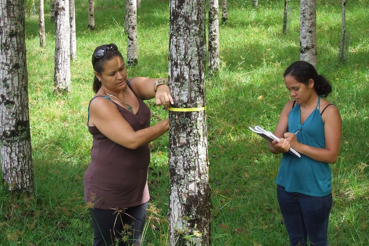 Tropical Forest Ecosystem and Agroforestry Management