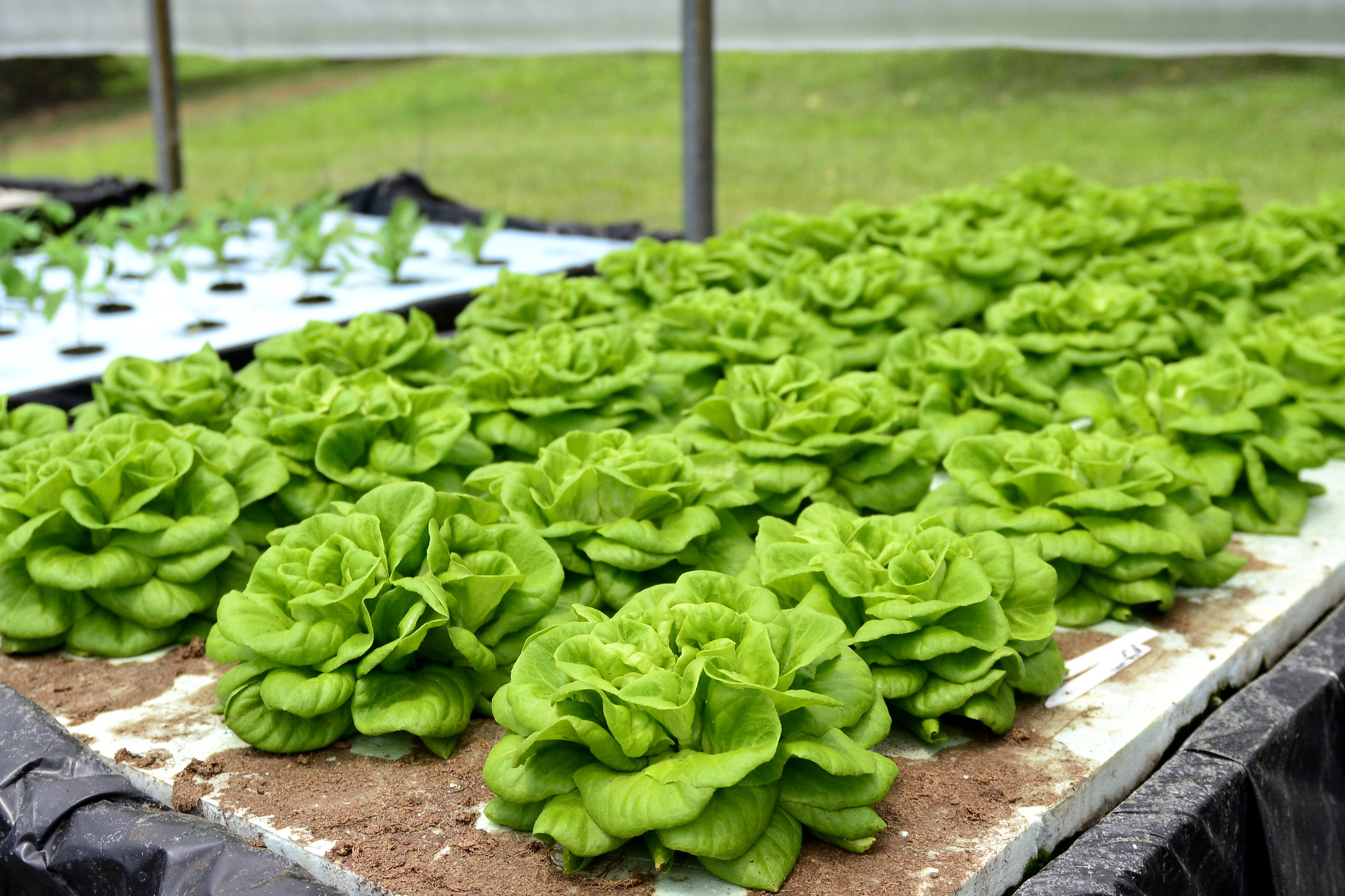 lettuce
