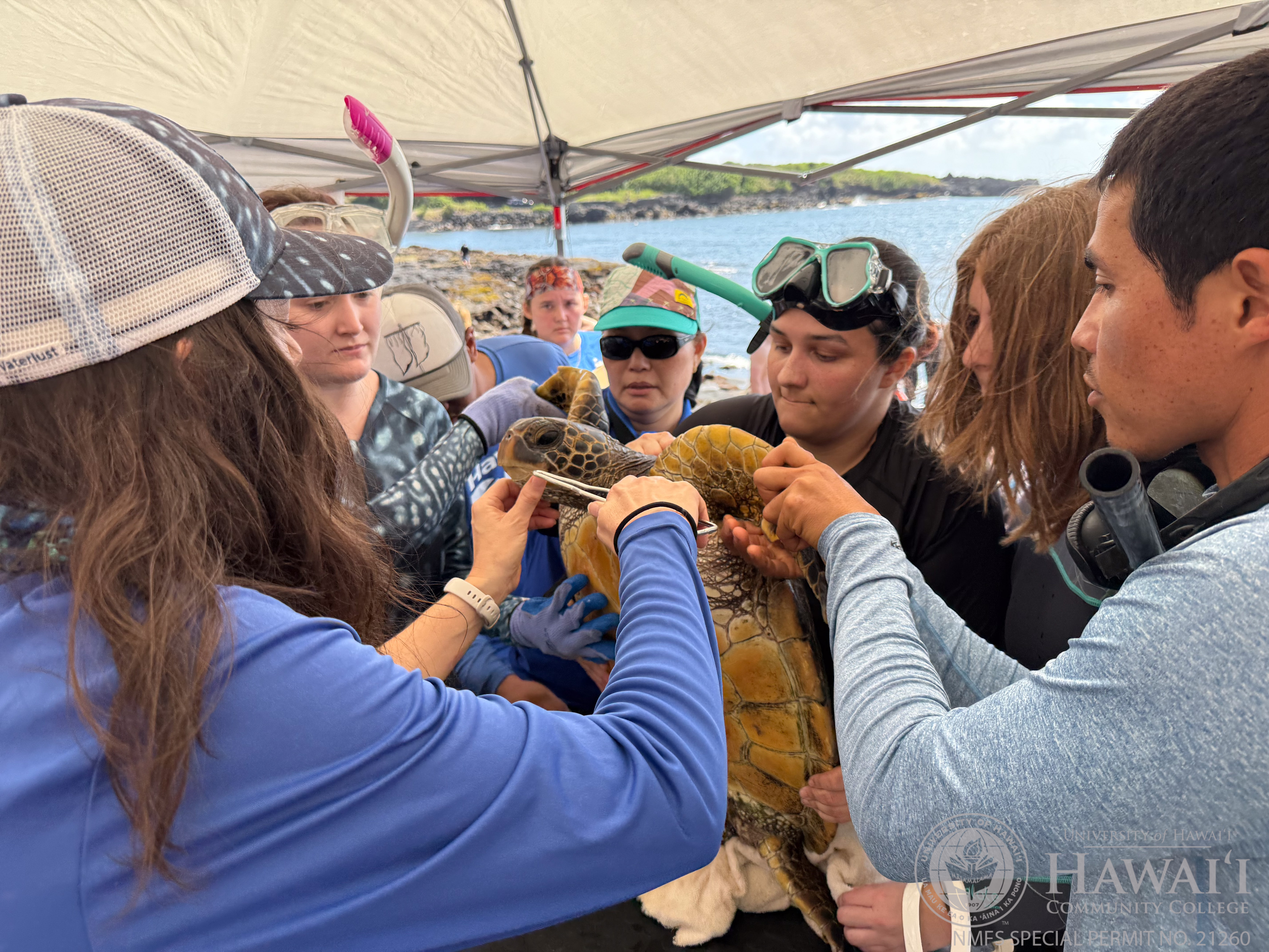 The highlight of MOP’s first year has been the Hilo Sea Turtle Health and Population Assessment Program.