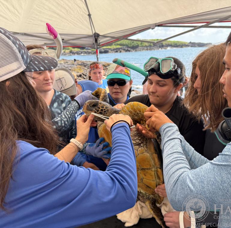 The highlight of MOP’s first year has been the Hilo Sea Turtle Health and Population Assessment Program.